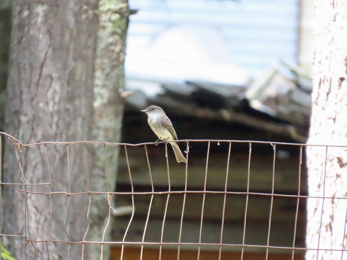 Eastern Phoebe - ML638963673