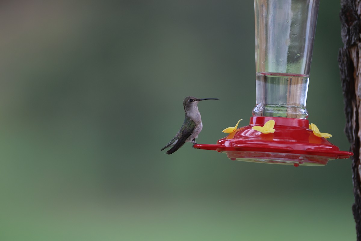 Black-chinned Hummingbird - ML638963675