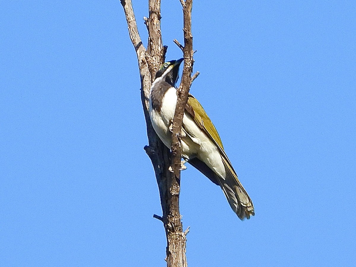 Blue-faced Honeyeater - ML638963676