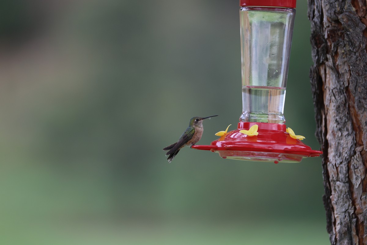 Broad-tailed Hummingbird - ML638963686