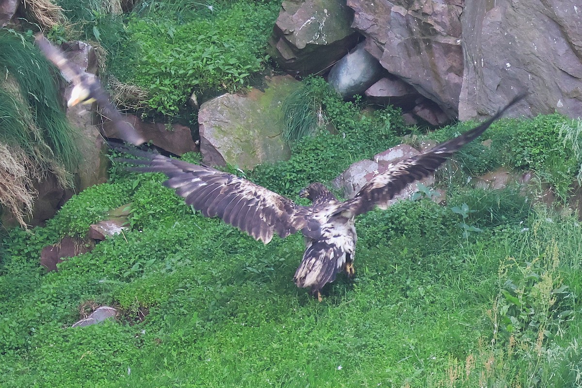 Bald Eagle - ML638963688