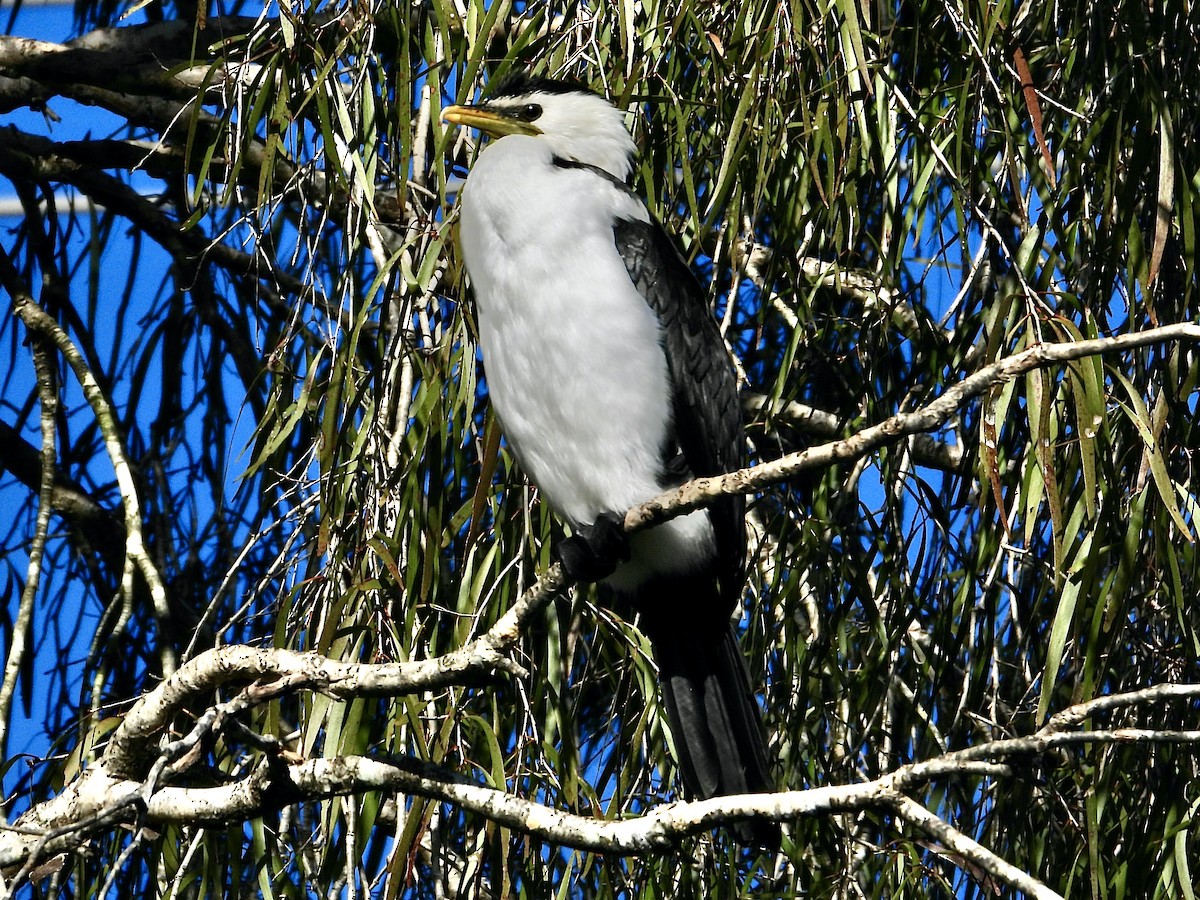 Little Pied Cormorant - ML638963693