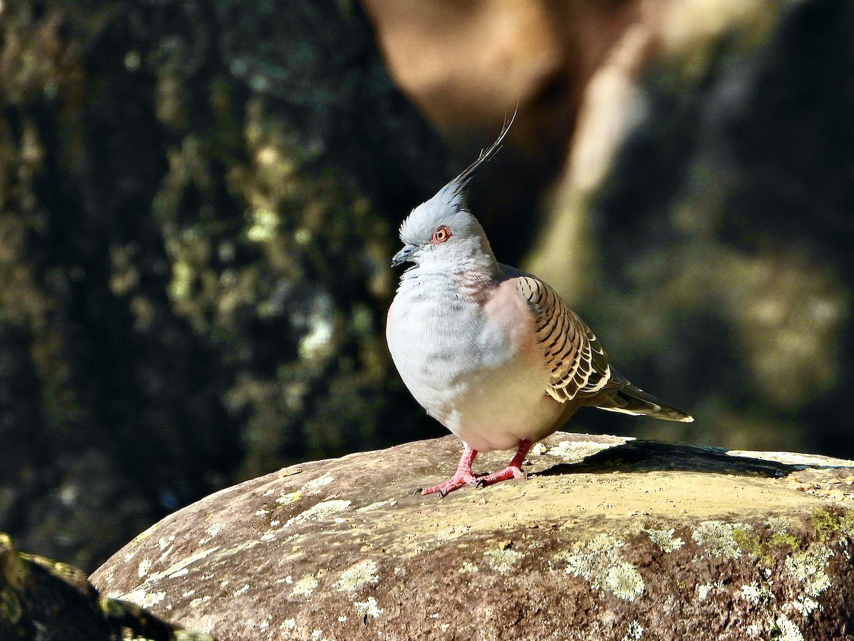 Crested Pigeon - ML638963706