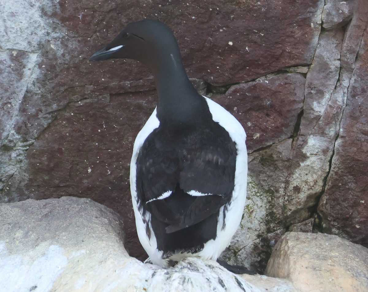 Thick-billed Murre - ML638963714