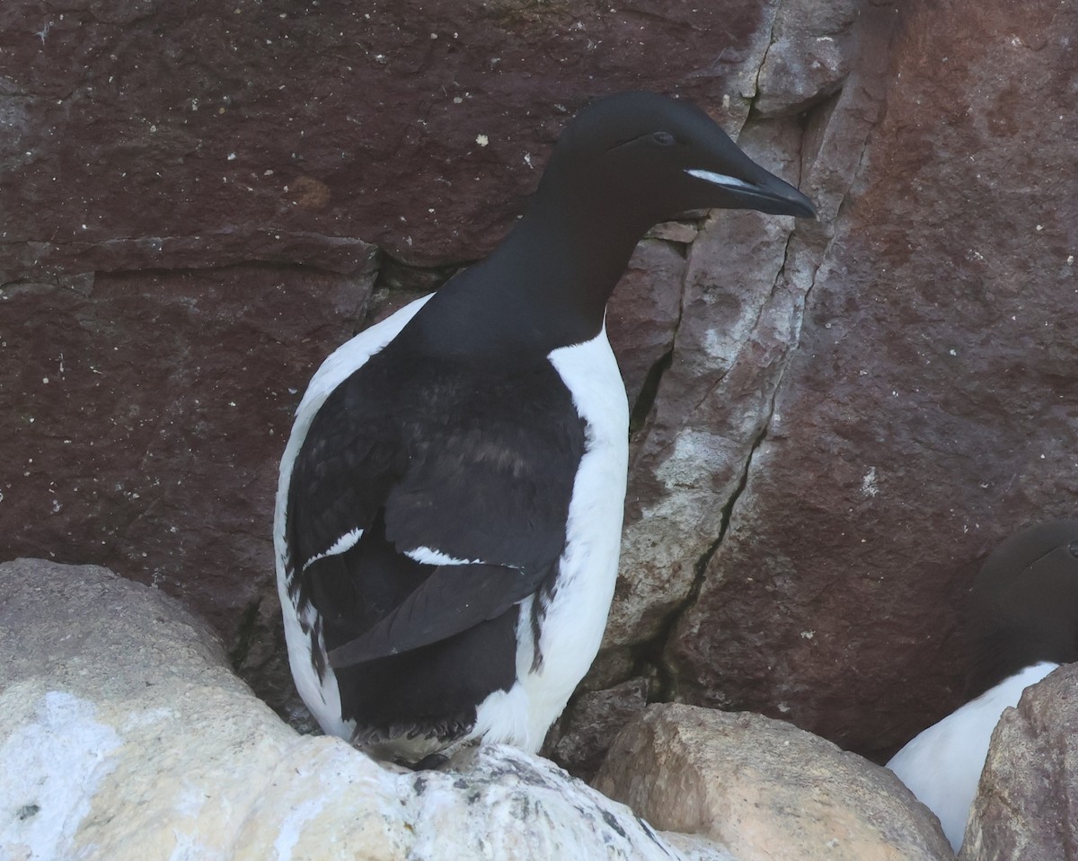 Thick-billed Murre - ML638963715
