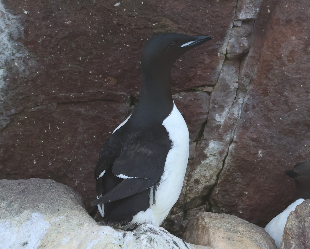 Thick-billed Murre - ML638963716