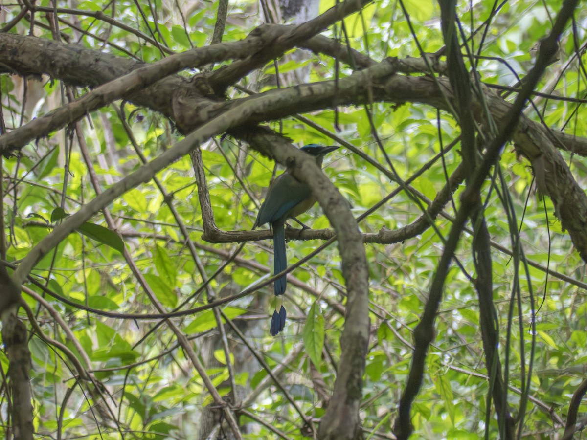 Lesson's Motmot - ML638963719