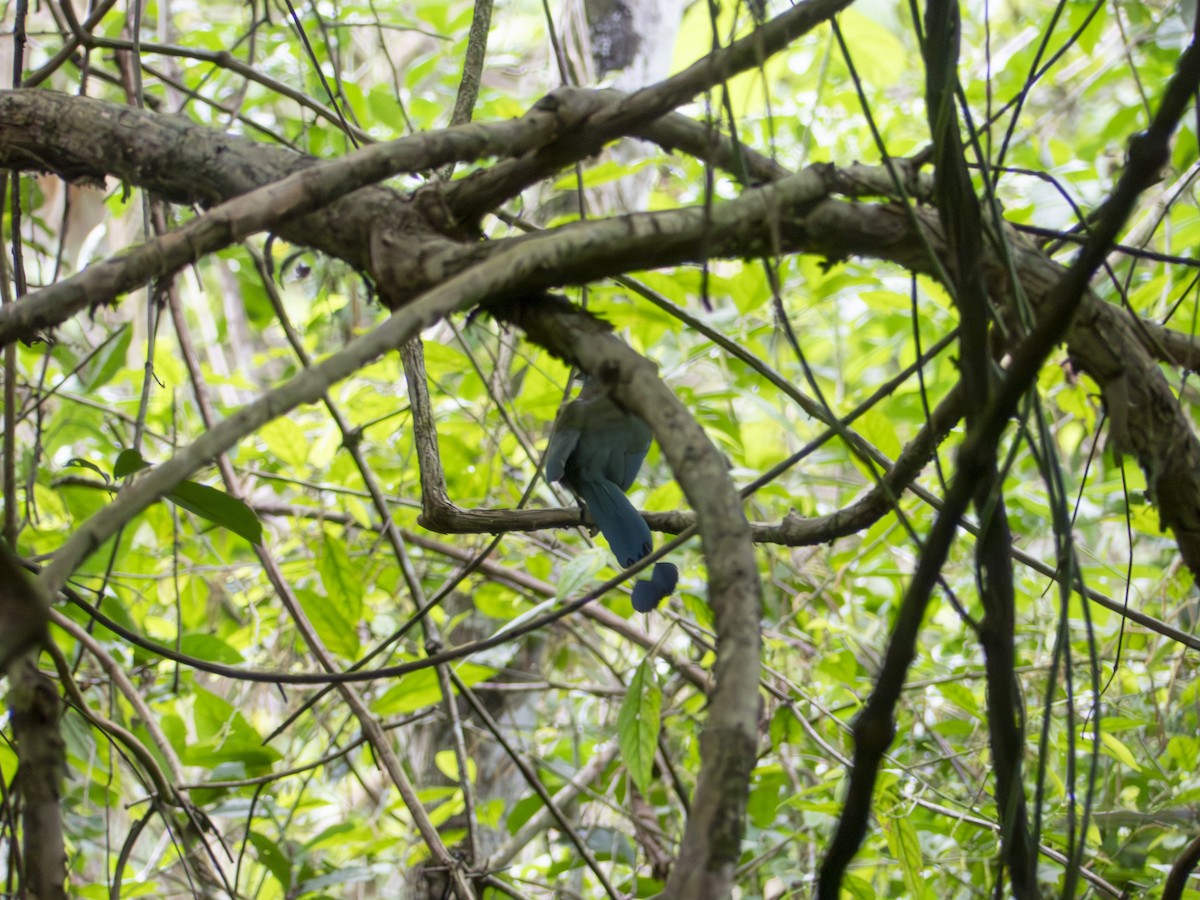 Lesson's Motmot - ML638963720