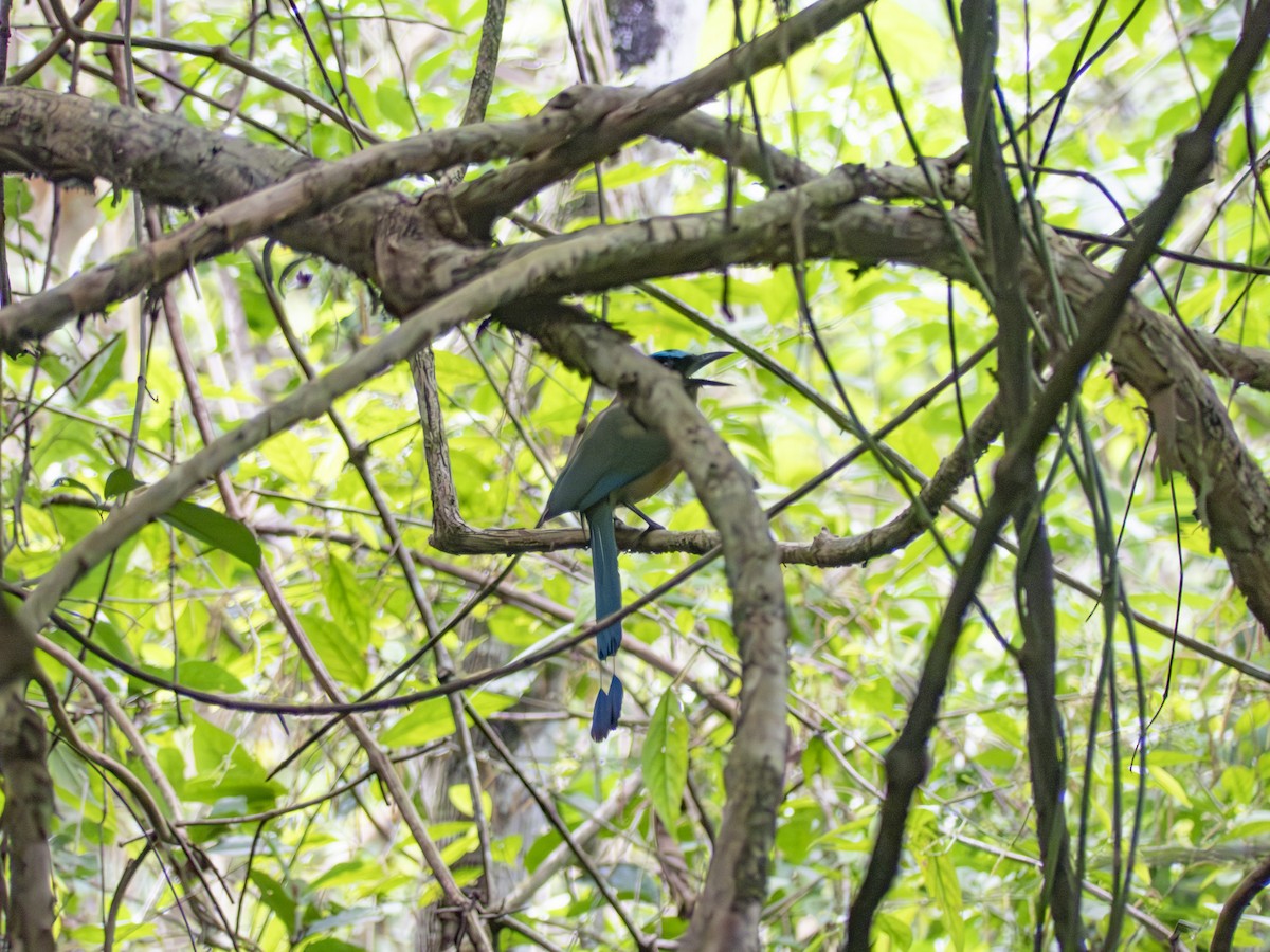 Lesson's Motmot - ML638963721