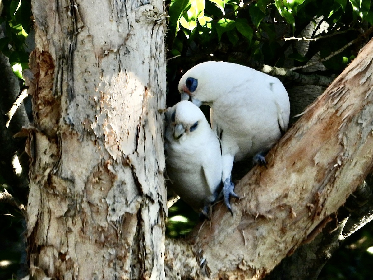 Little Corella - ML638963725