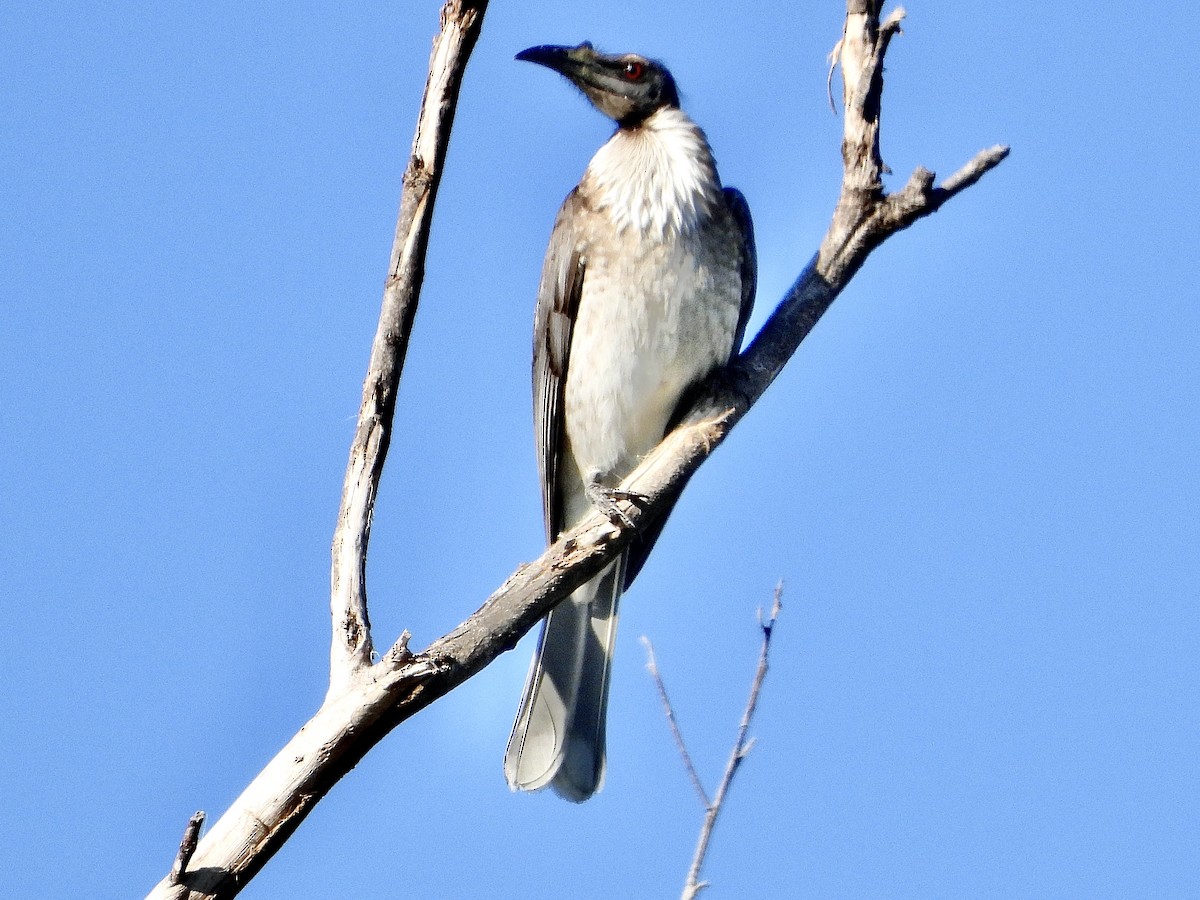 Noisy Friarbird - ML638963735