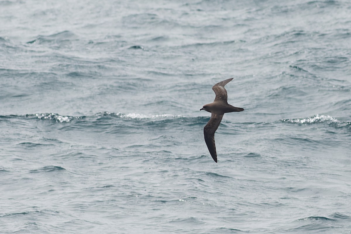 Magenta Petrel - ML638963760