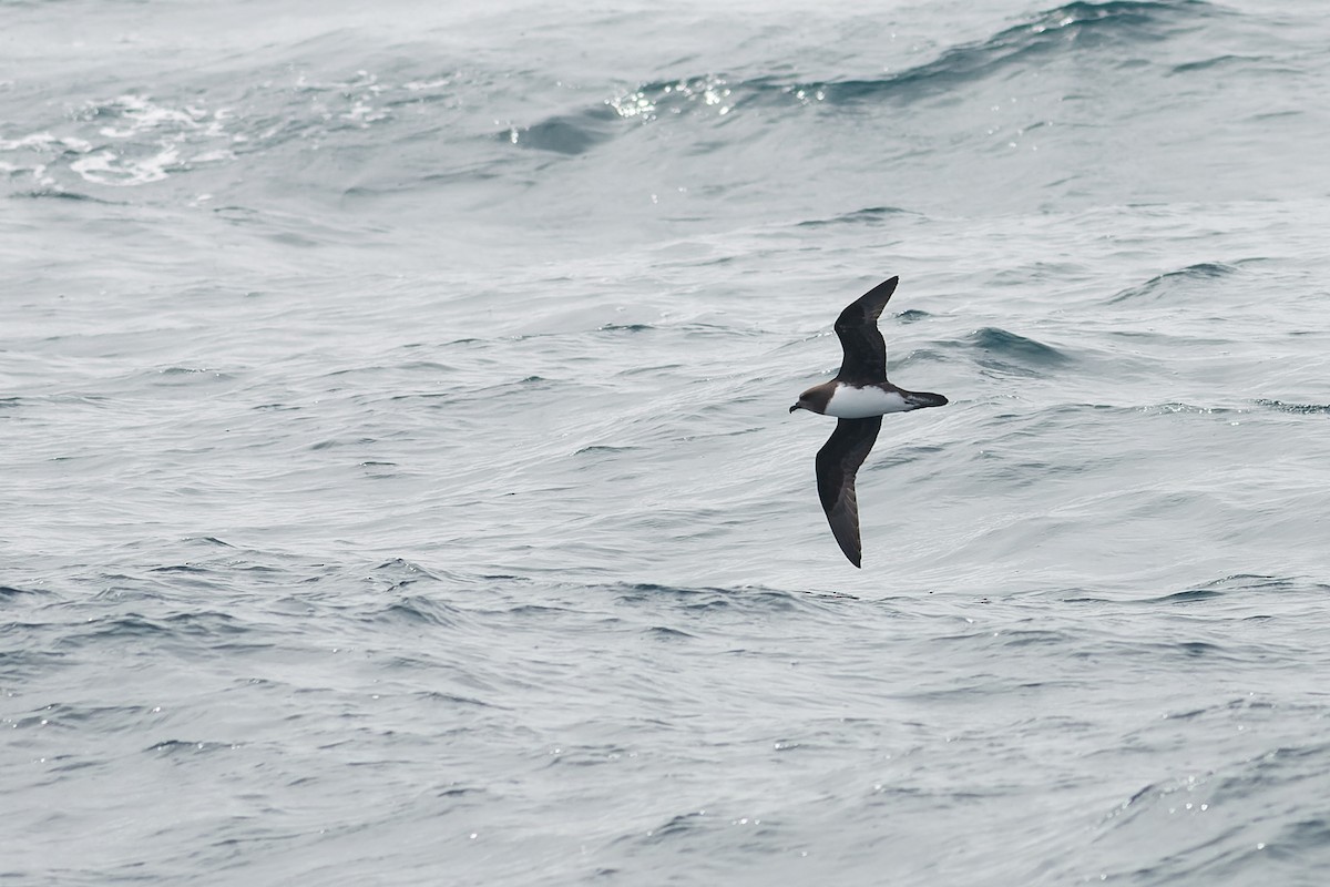 Magenta Petrel - ML638963761