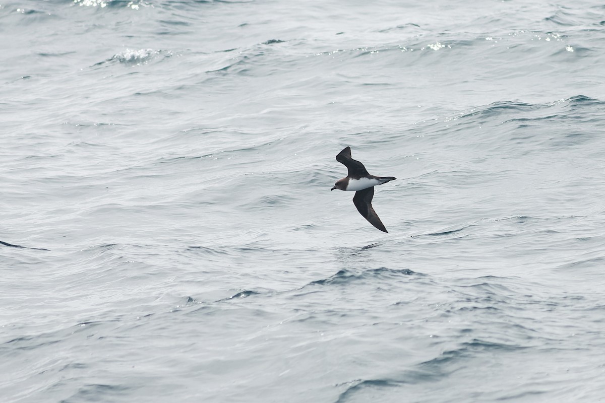 Magenta Petrel - ML638963762