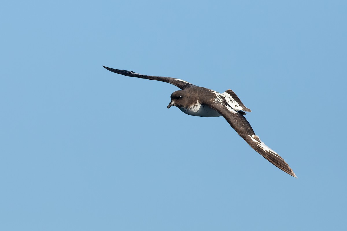 Pintado Petrel - ML638963764