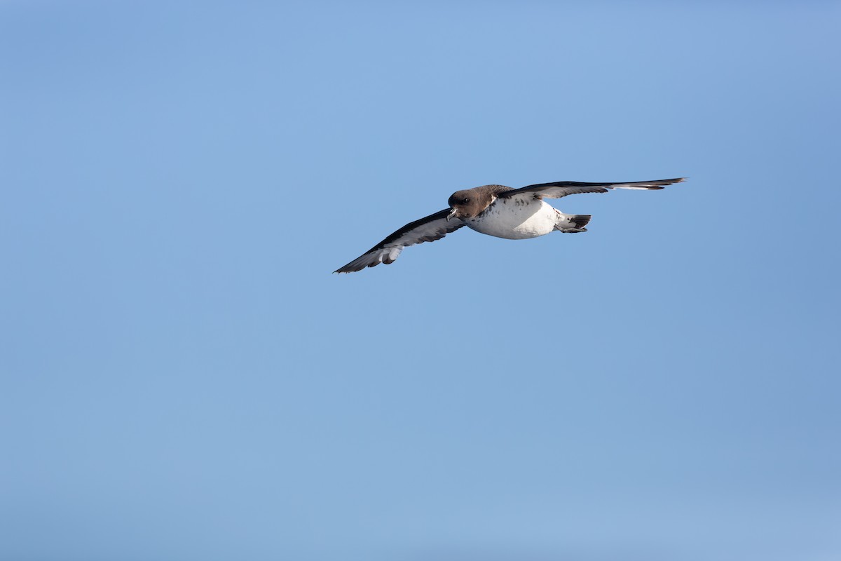 Pintado Petrel - ML638963765