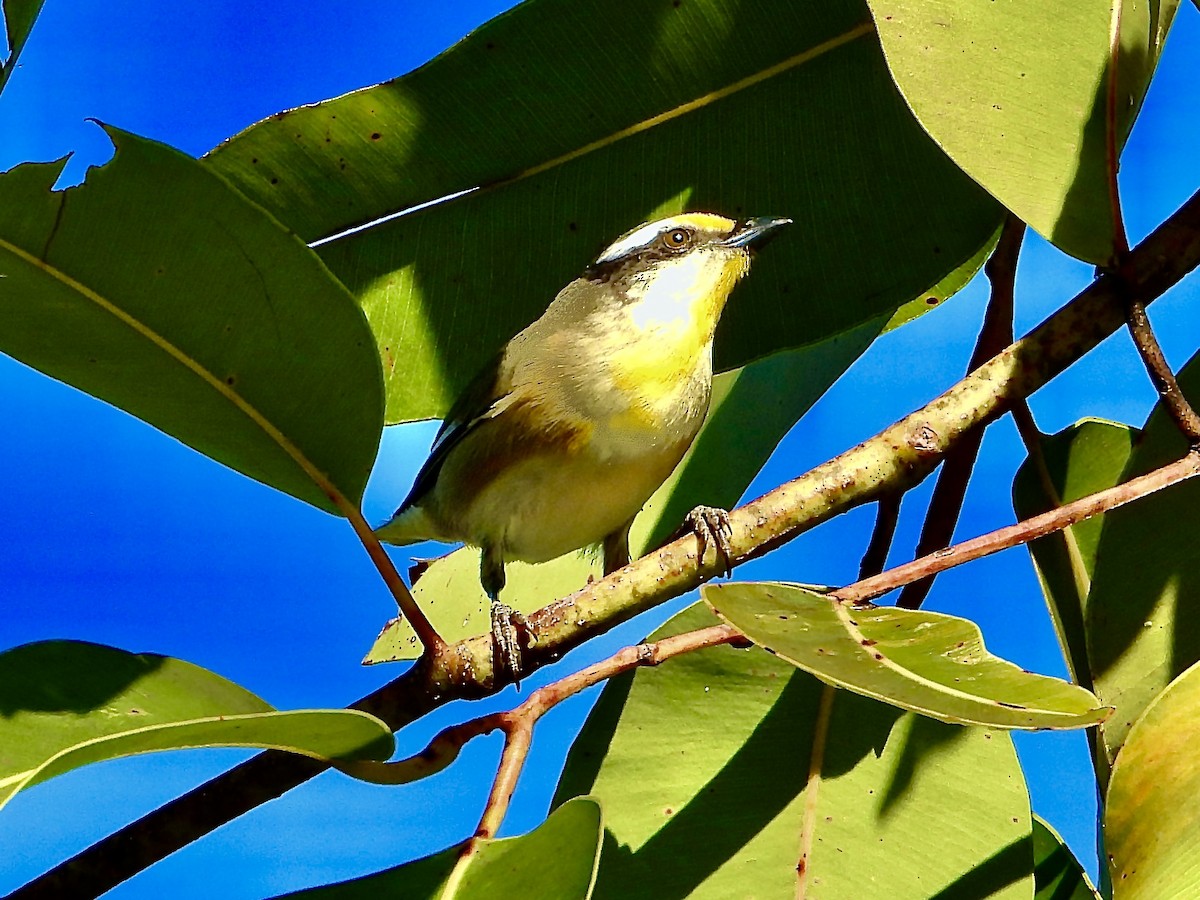 Striated Pardalote - ML638963777