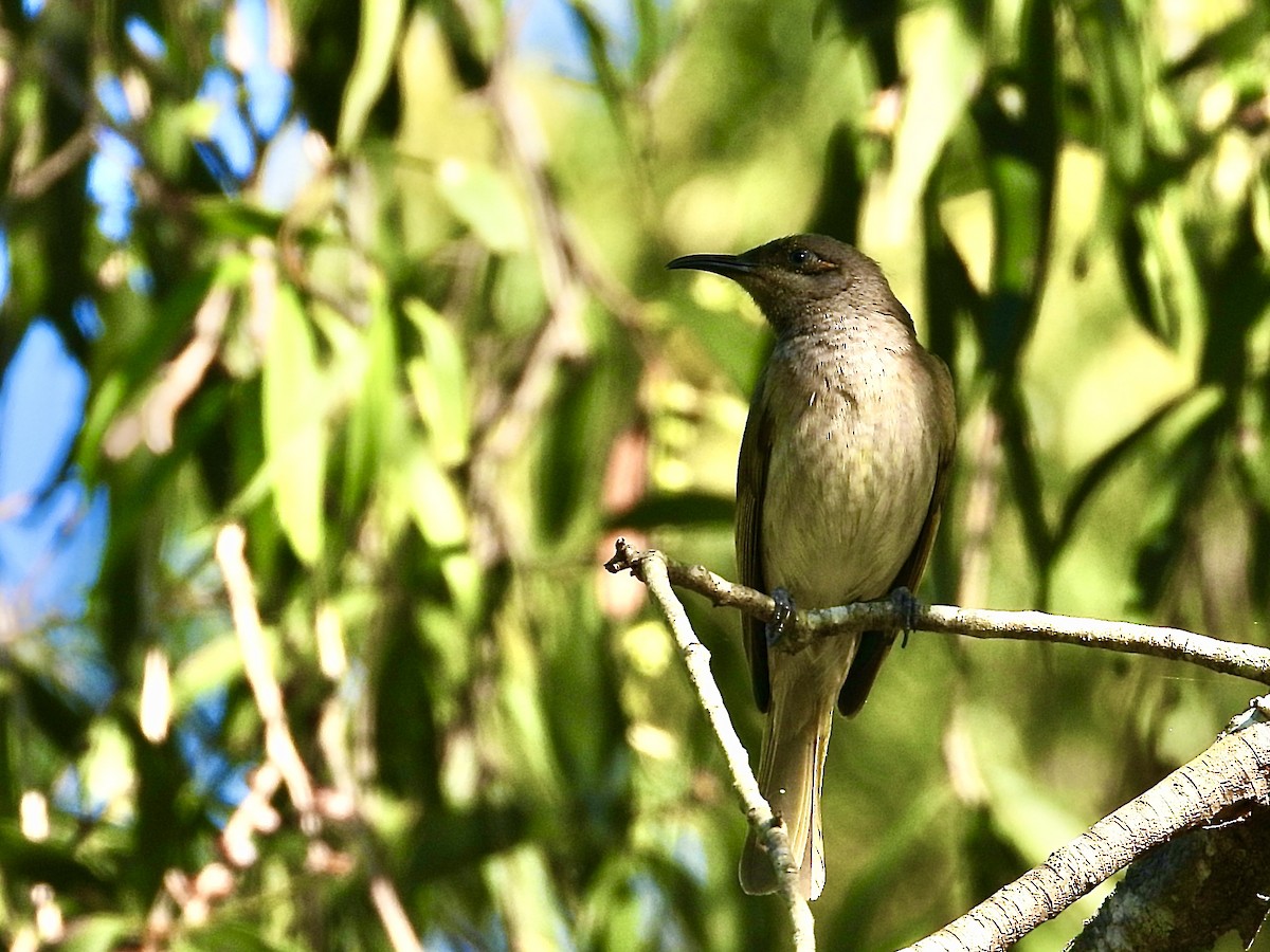Brown Honeyeater - ML638963789