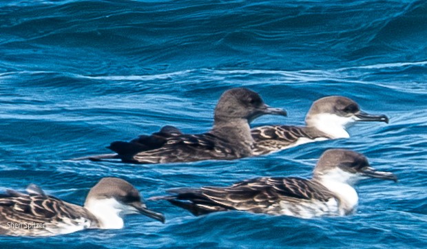 Sooty Shearwater - ML638963816