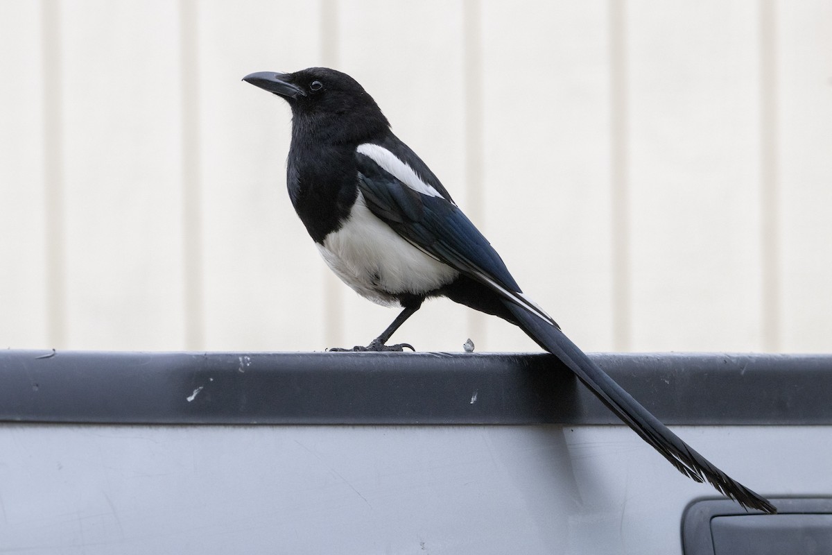 Black-billed Magpie - ML638963858