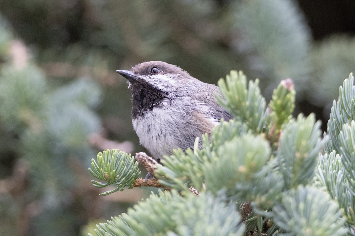 Boreal Chickadee - ML638963873