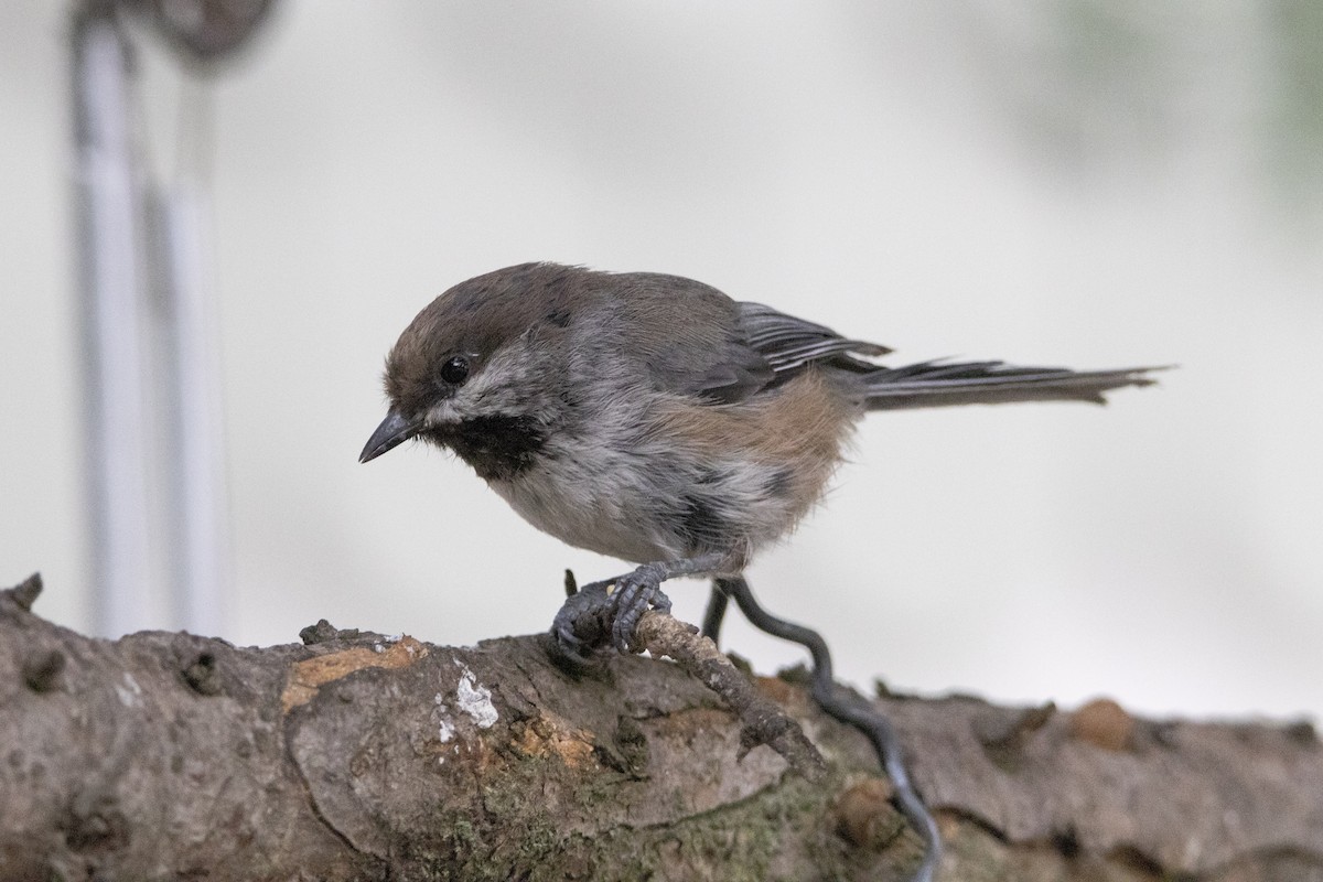 Boreal Chickadee - ML638963874