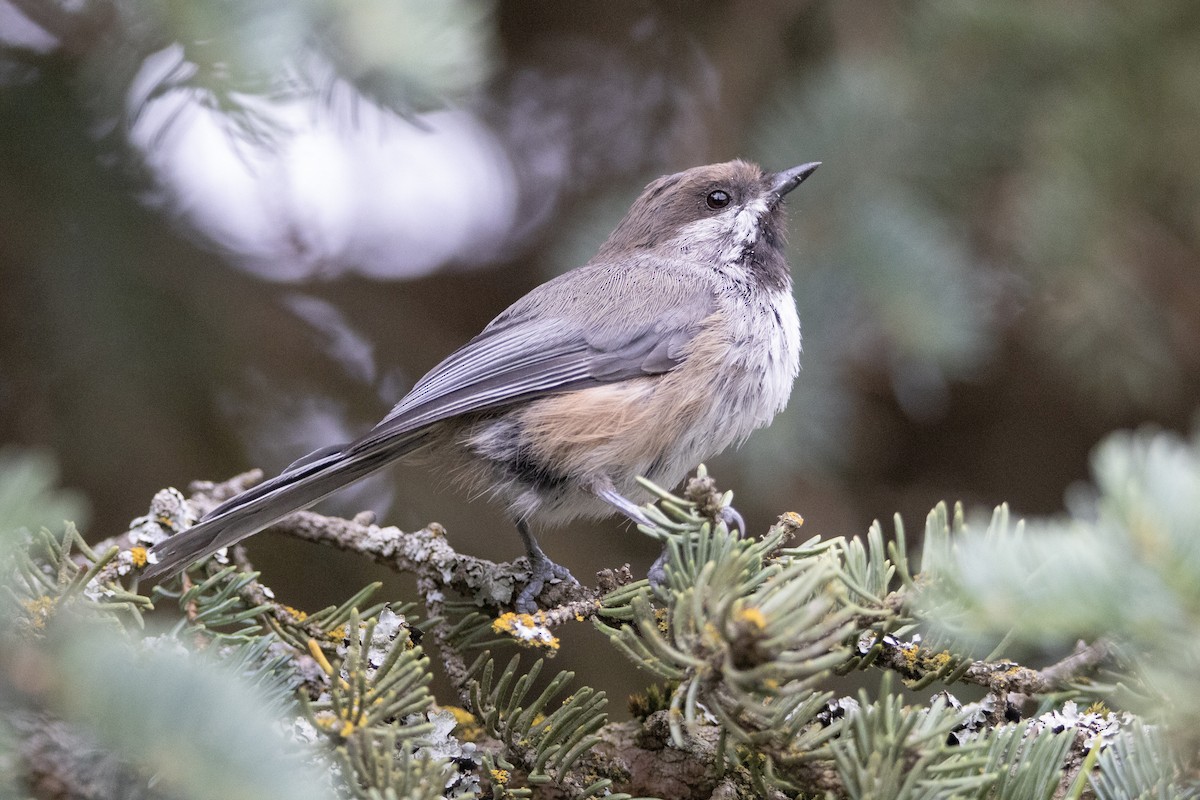 Boreal Chickadee - ML638963875