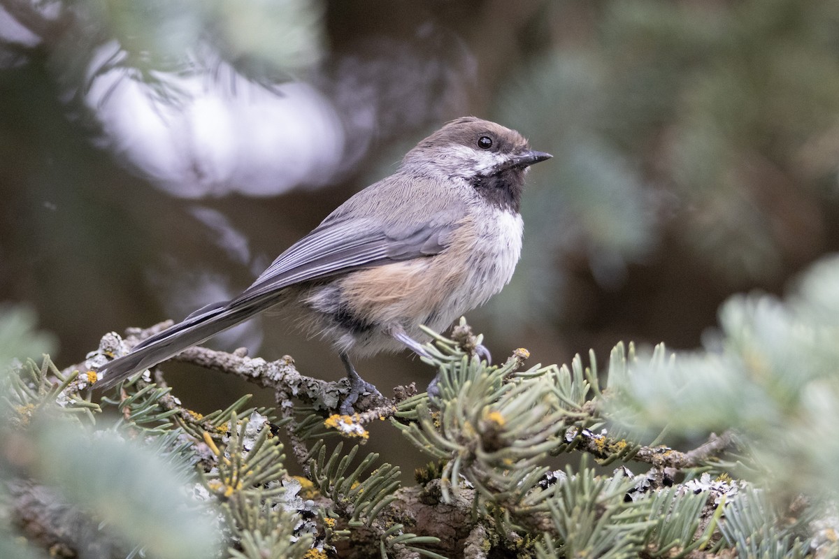 Boreal Chickadee - ML638963876