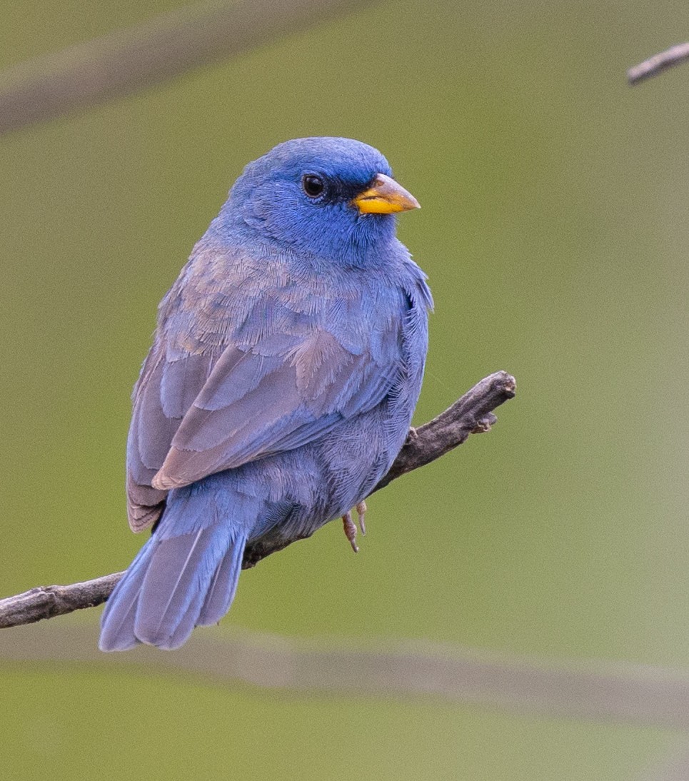 Blue Finch - ML638963887