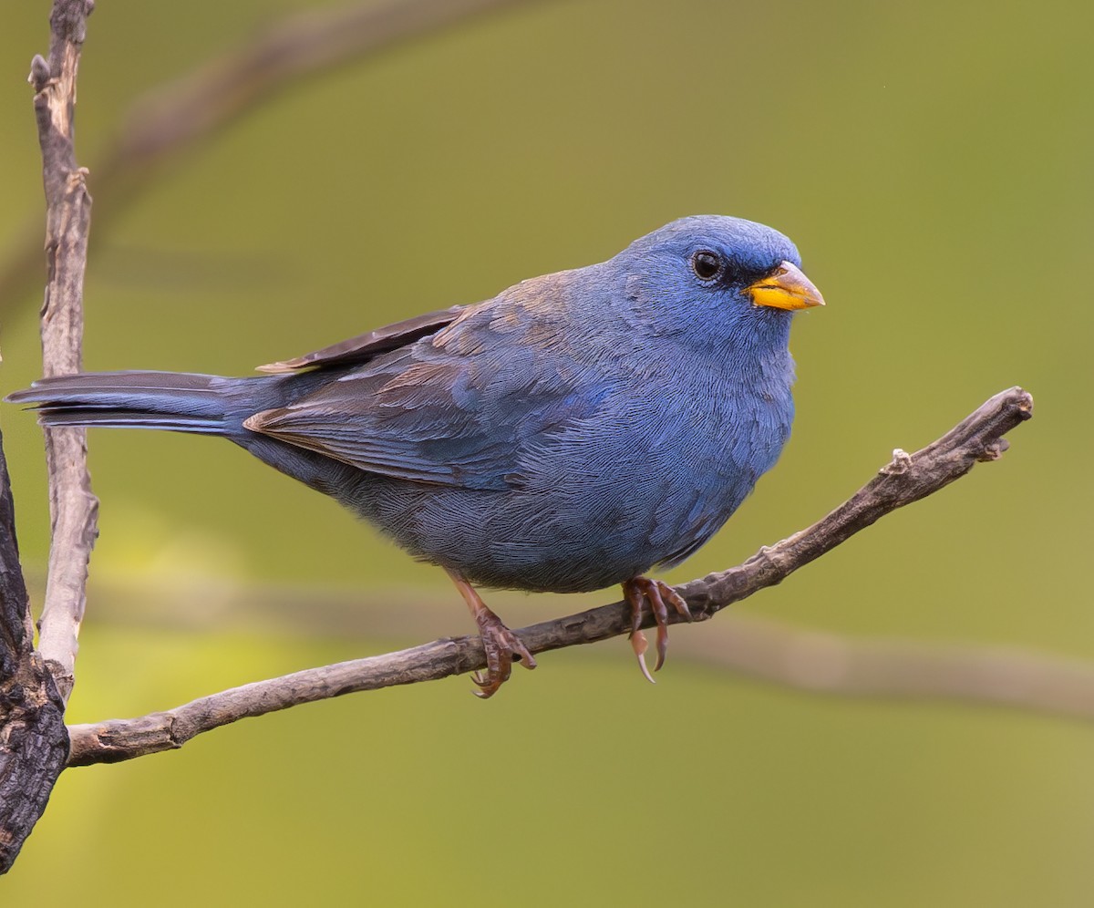 Blue Finch - ML638963888