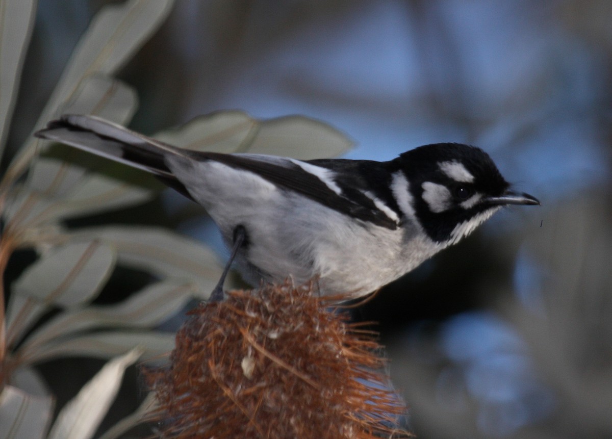 White-eared Monarch - ML63896391