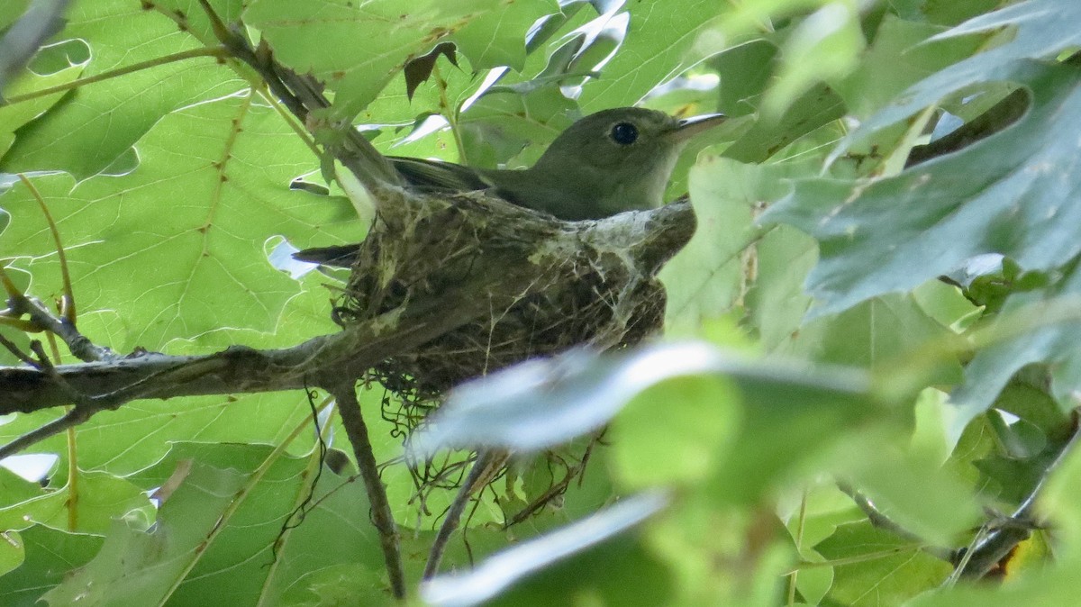 Acadian Flycatcher - ML638963910
