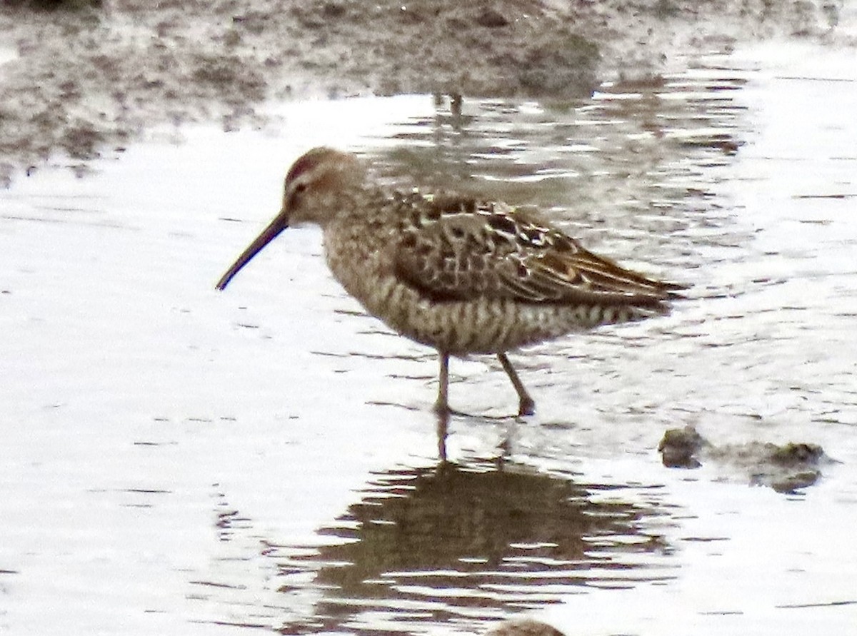 Stilt Sandpiper - ML638963925