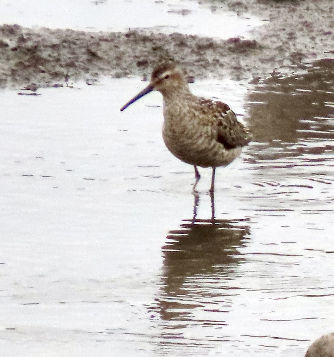 Stilt Sandpiper - ML638963926
