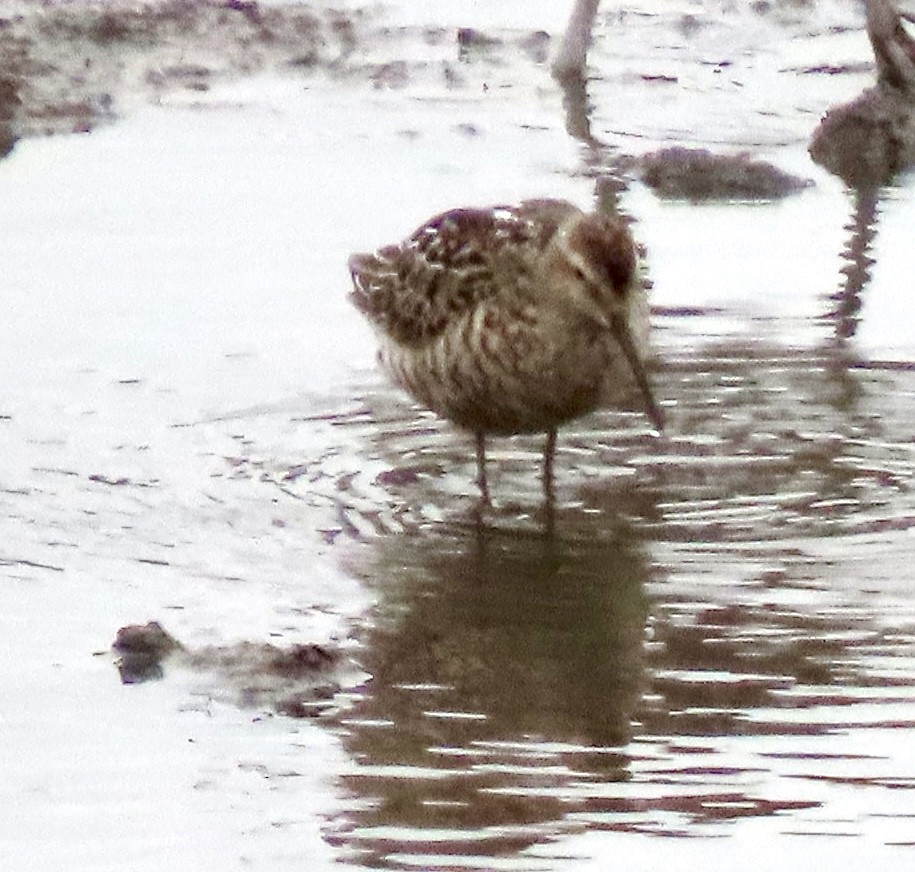 Stilt Sandpiper - ML638963927