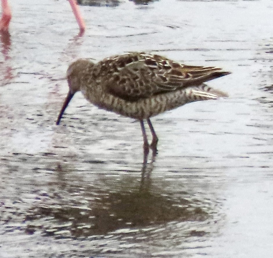 Stilt Sandpiper - ML638963928