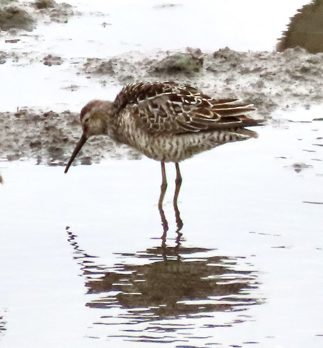 Stilt Sandpiper - ML638963929