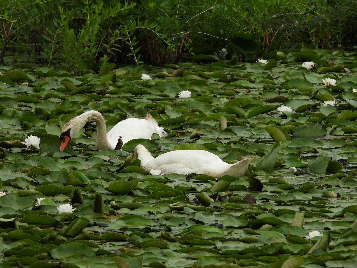Cygne tuberculé - ML638964030