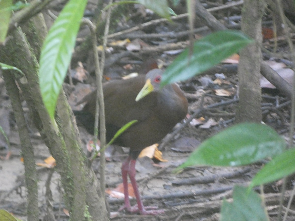Brown Wood-Rail - ML638964110