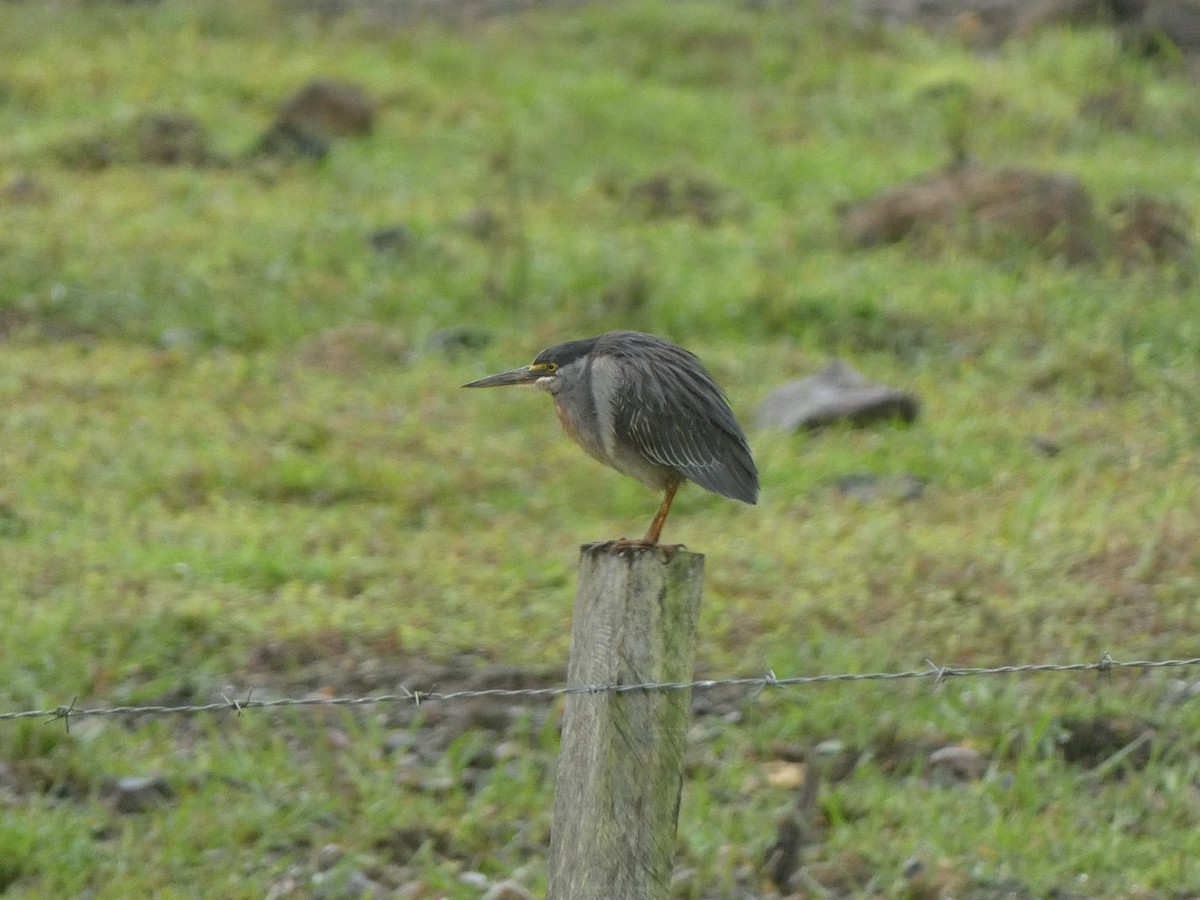 Striated Heron (South American) - ML638964125