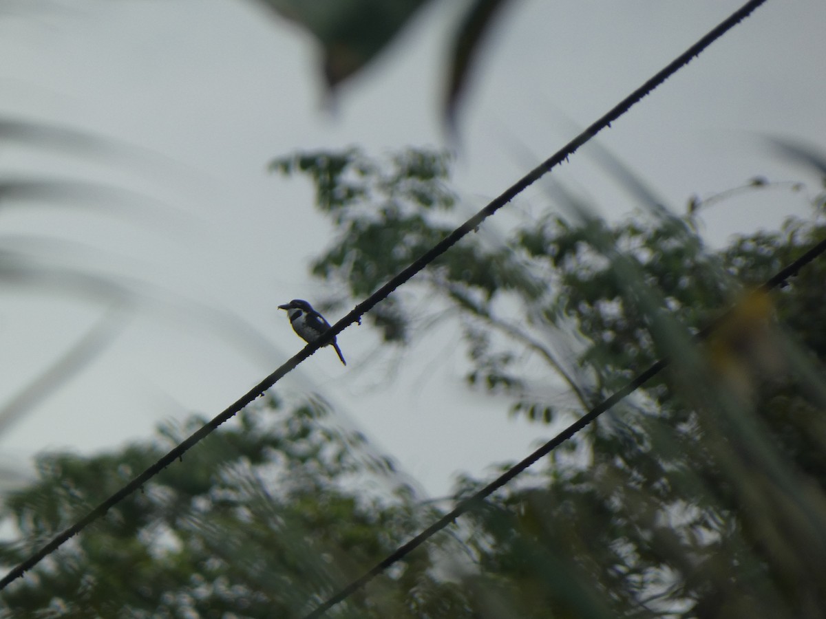 Pied Puffbird - ML638964143