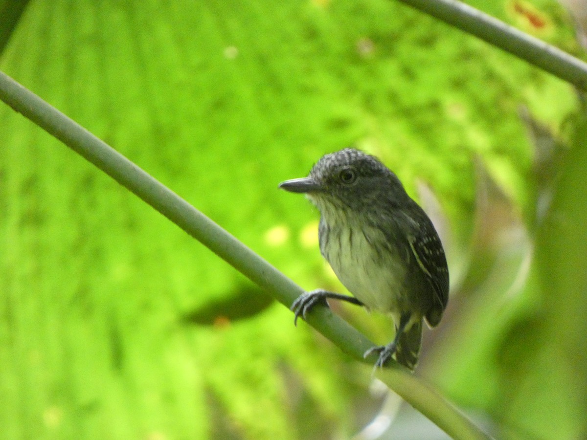 Spot-crowned Antvireo - ML638964176