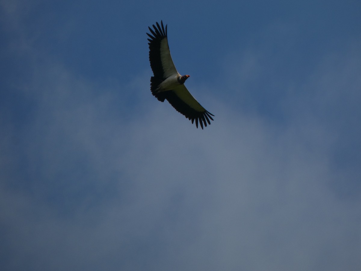 King Vulture - ML638964186