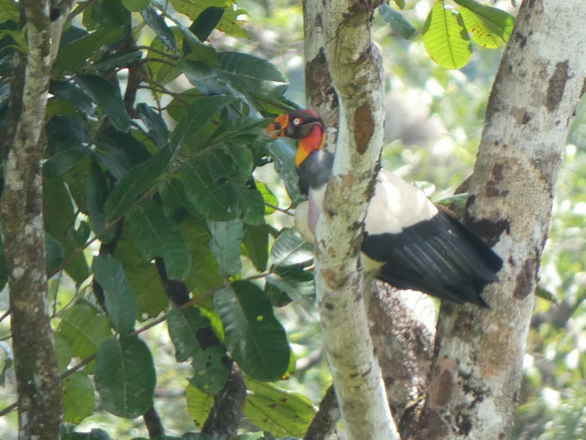 King Vulture - ML638964189
