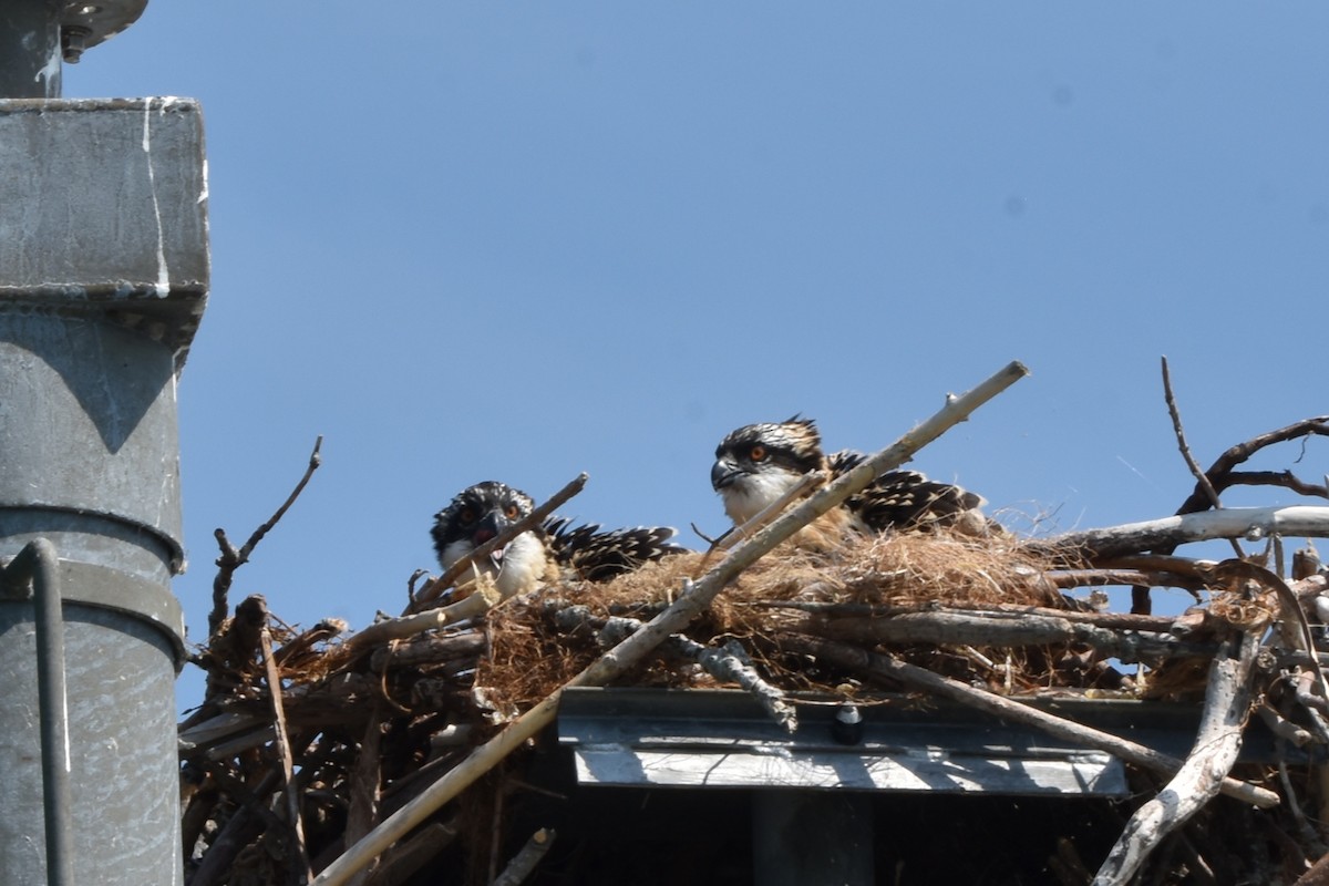 Osprey - ML638964206