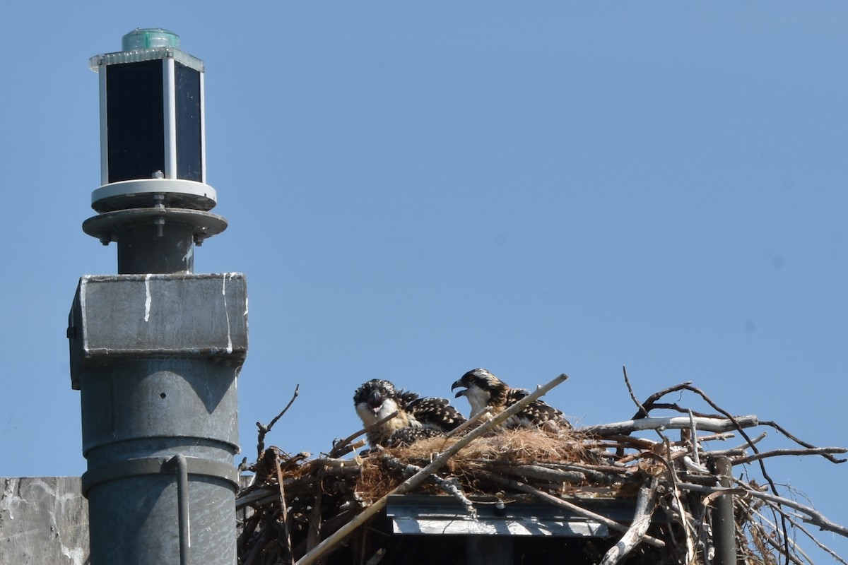 Osprey - ML638964207