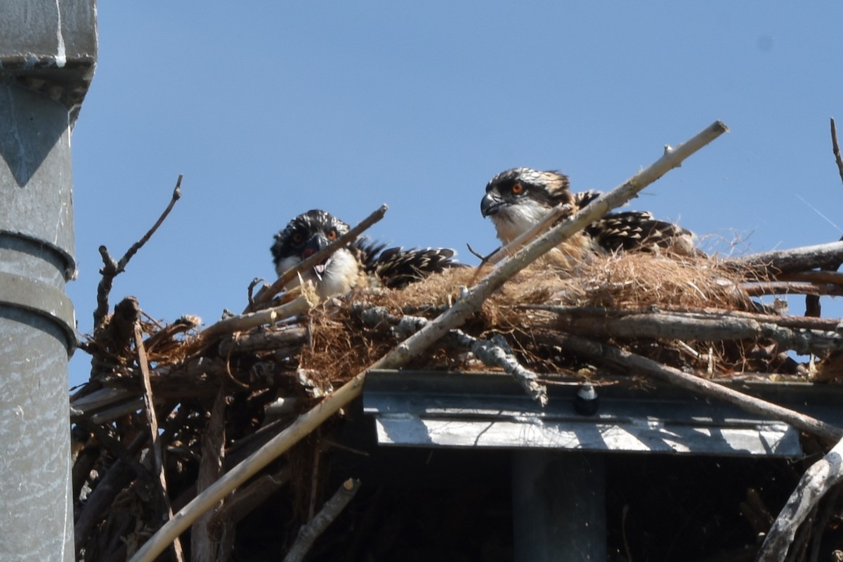 Osprey - ML638964208