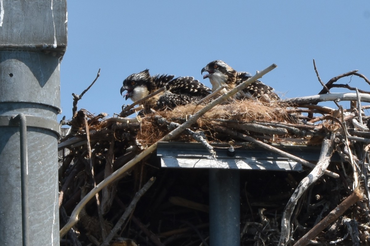 Osprey - ML638964209