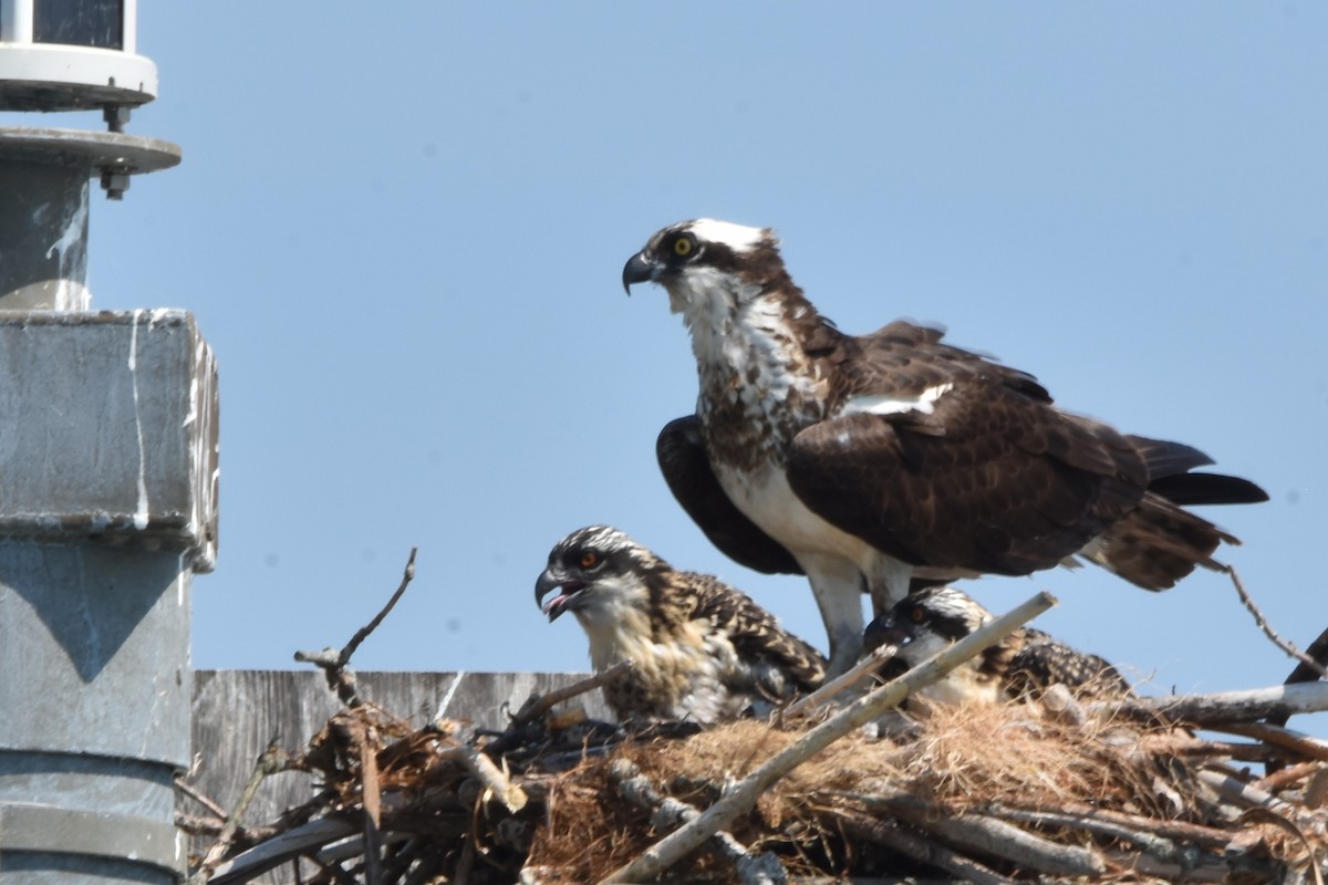 Osprey - ML638964210