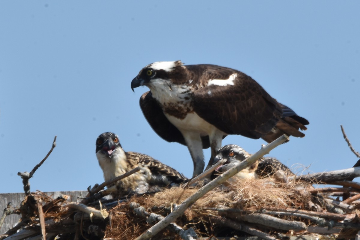 Osprey - ML638964211